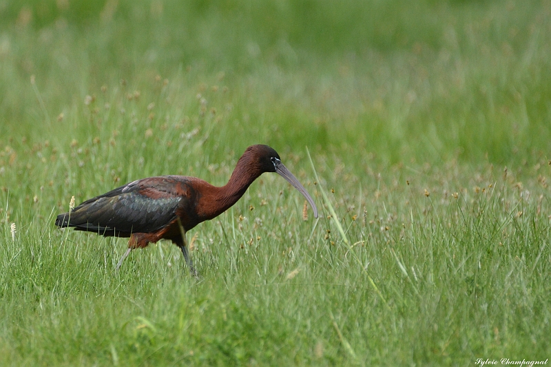 Ibis falcinelle Aiguamolls.JPG
